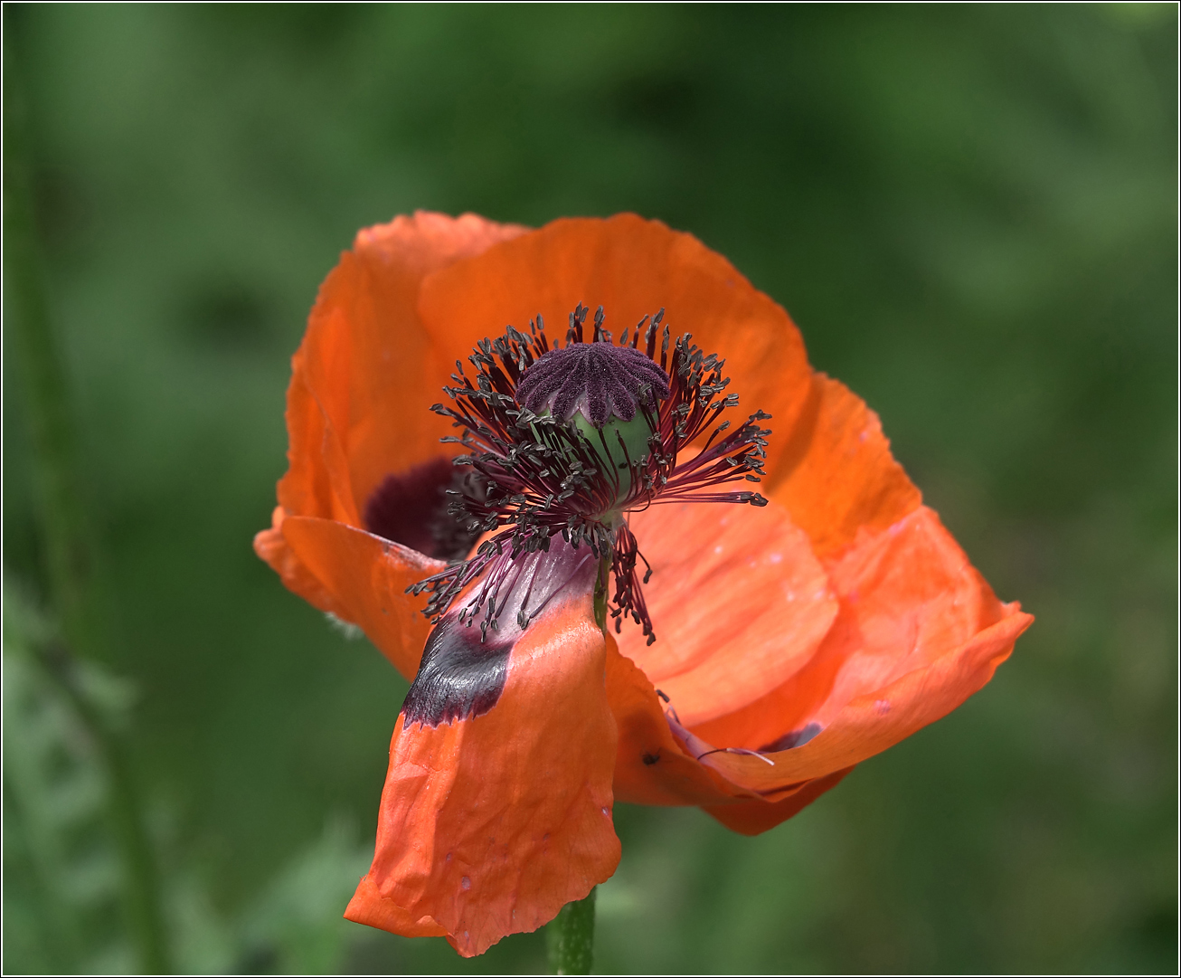 Изображение особи Papaver setiferum.