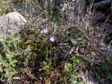Knautia integrifolia