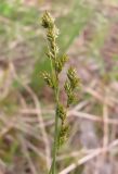 Carex canescens