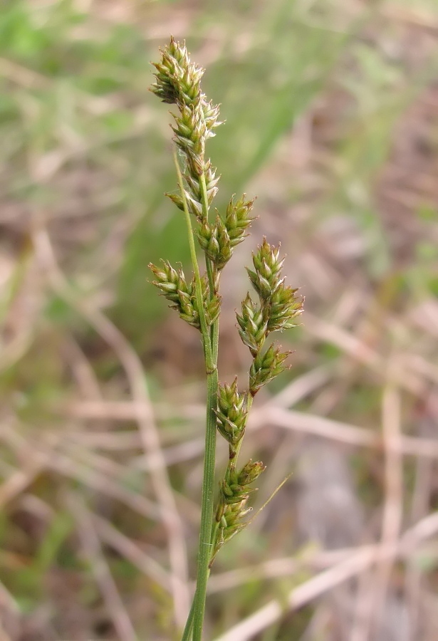 Изображение особи Carex canescens.