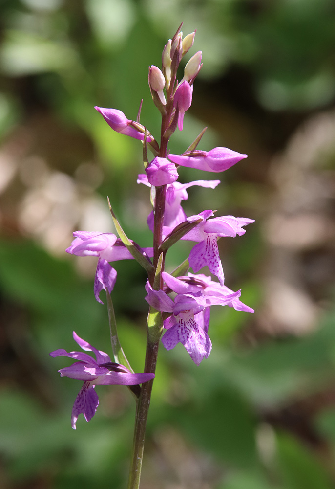 Image of Dactylorhiza saccifera specimen.