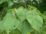 Tilia amurensis