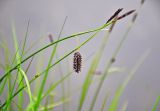 Carex saxatilis. Верхушка побега с соцветиями. Хабаровский край, р-н им. Полины Осипенко, хр. Дуссе-Алинь, берег оз. Тюленье, ≈ 1200 м н.у.м., у воды. 19.07.2021.