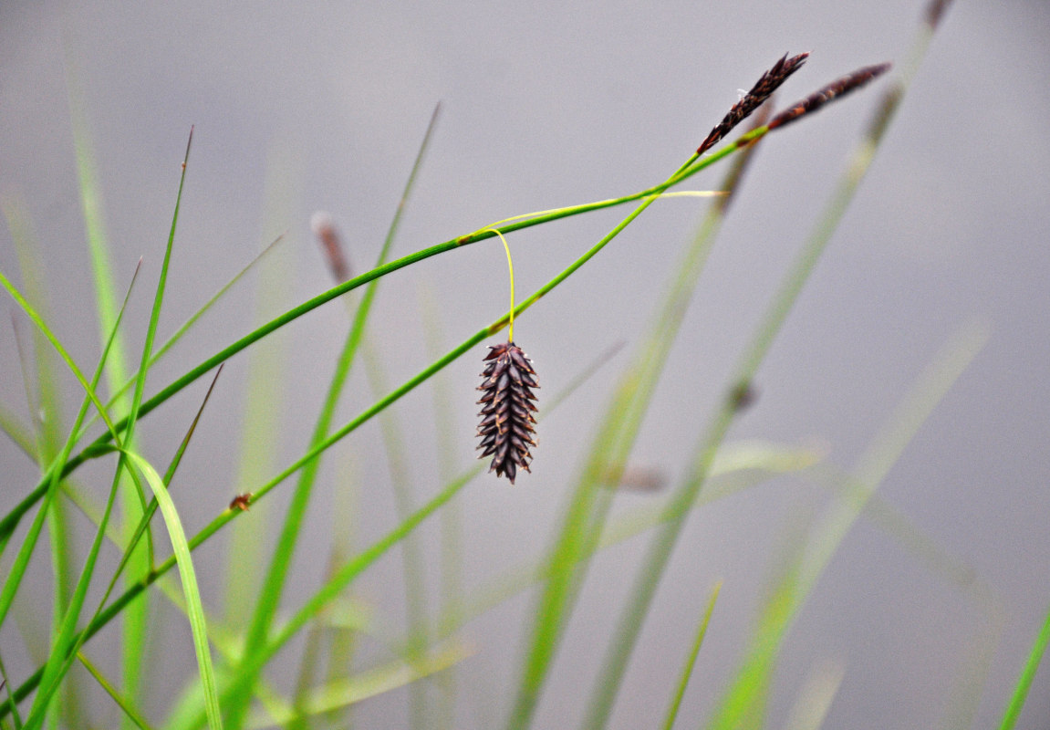 Изображение особи Carex saxatilis.