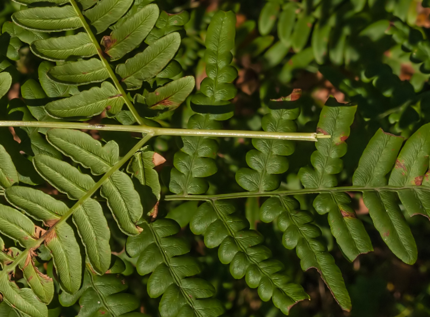 Изображение особи Pteridium pinetorum.