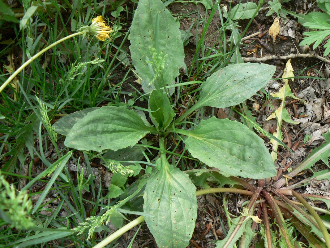 Изображение особи Plantago major.