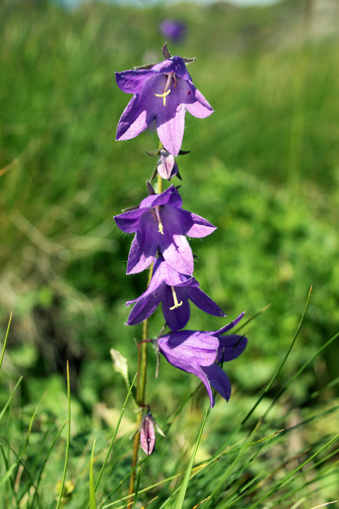 Изображение особи род Campanula.