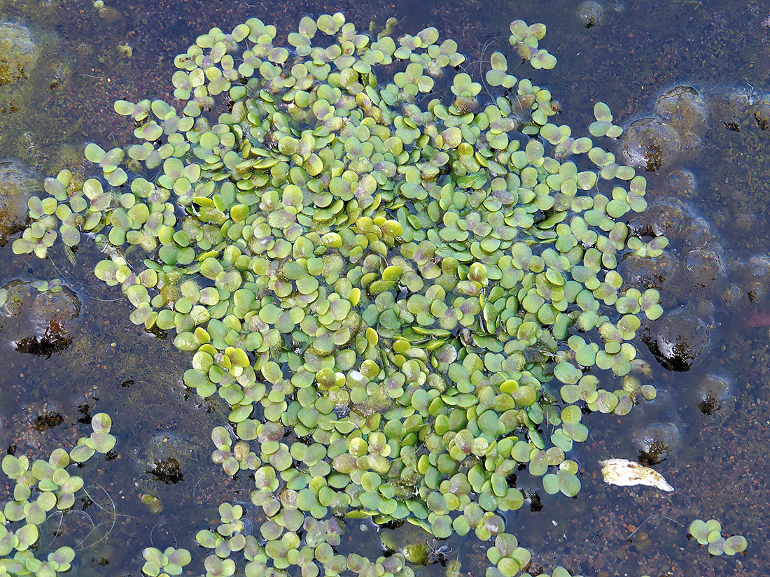 Image of Lemna minor specimen.