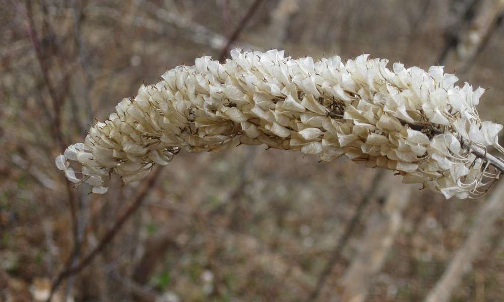 Image of Cimicifuga simplex specimen.