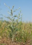 genus Centaurea. Вегетирующее растение с повреждённым главным побегом. Крым, Керченский п-ов, Ленинский р-н, окр с. Осовины, мыс Газан, верхняя терраса приморского склона, степь. 28.05.2021.