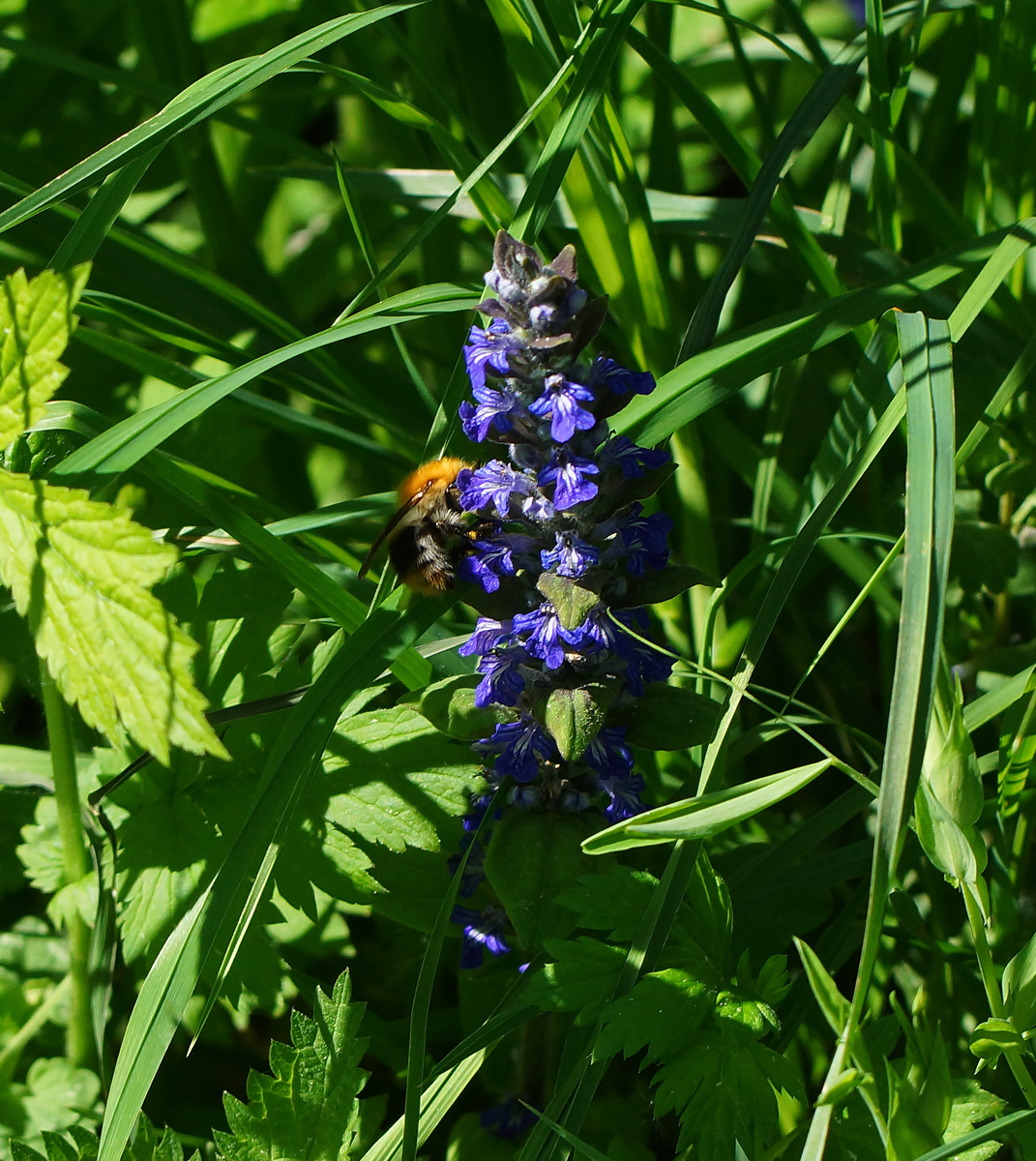 Image of Ajuga reptans specimen.