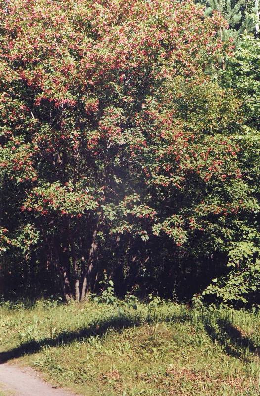 Image of Acer tataricum specimen.