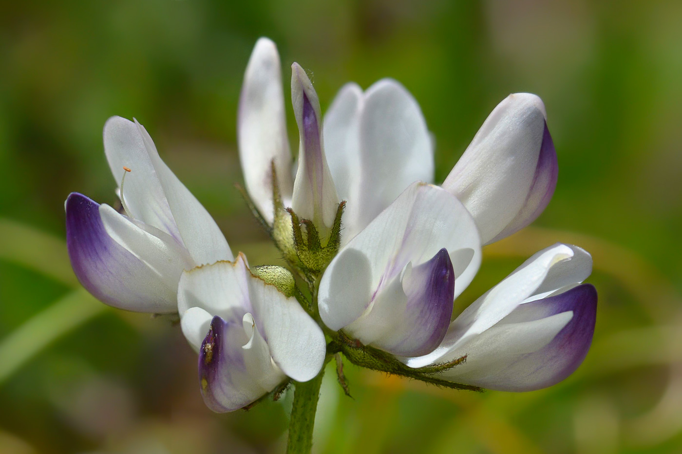 Image of Astragalus alpinus specimen.
