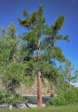 Larix sibirica