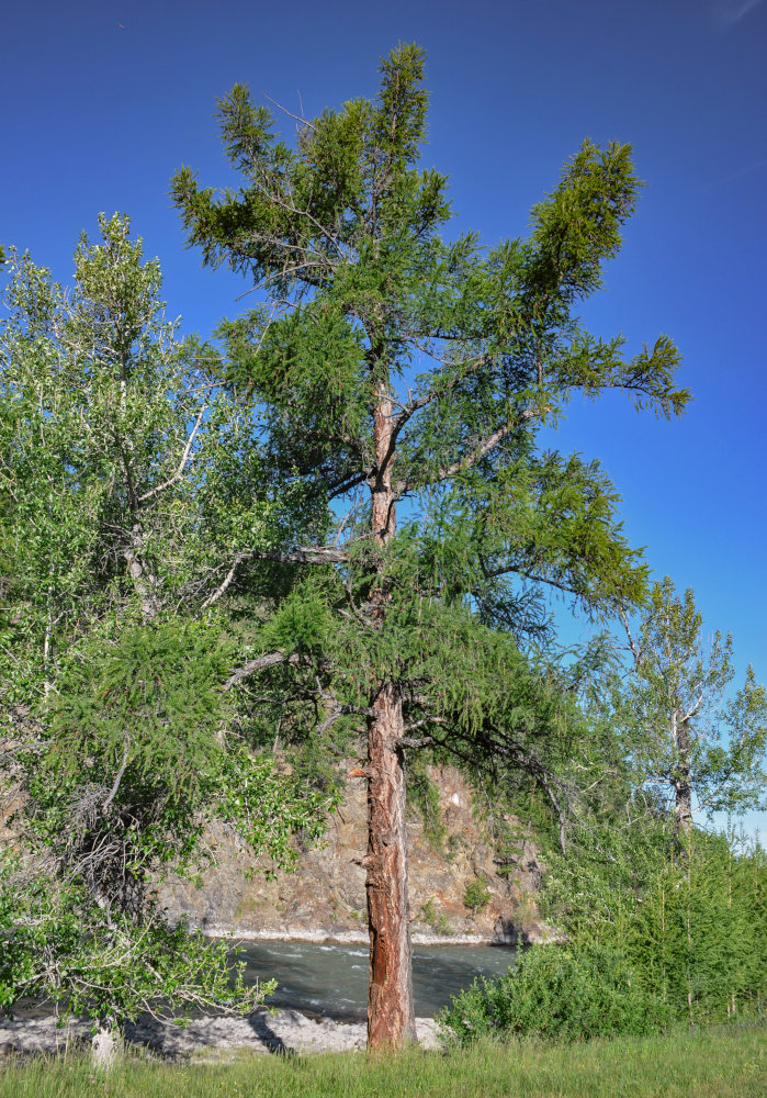 Image of Larix sibirica specimen.