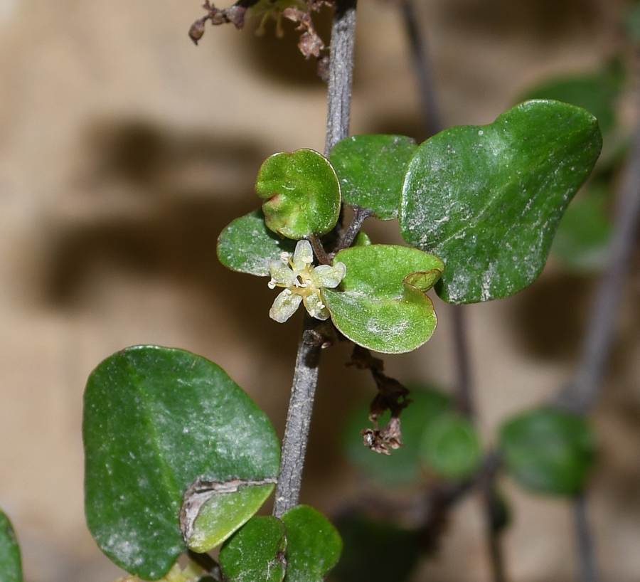 Image of Muehlenbeckia complexa specimen.