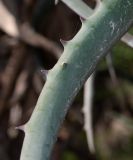 Aloe africana