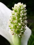 Calla palustris
