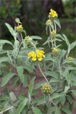 Phlomis fruticosa. Верхушка цветущего растения. Краснодарский край, г. Сочи, парк \"Дендрарий\", рядом с Японским садом, в культуре. 11.05.2021.