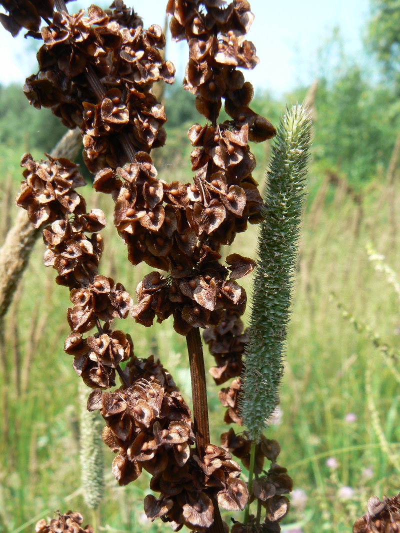 Image of Rumex crispus specimen.