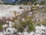 Achillea ptarmicifolia. Цветущее растение. Кабардино-Балкария, Черекский р-н, Кабардино-Балкарский высокогорный заповедник, Черек-Безенгийское ущелье, ≈ 2300 м н.у.м., донная морена, у реки Черек-Безенгийский. 18.08.2021.