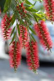 Callistemon citrinus. Верхушка ветви с соцветиями. Израиль, г. Бат-Ям, в культуре. 11.04.2022.