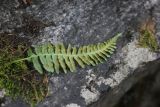 Polypodium vulgare. Вайя с сорусами (вид на абаксиальную поверхность). Республика Алтай, Улаганский р-н, правый берег р. Чульча рядом с водопадом Учар. 7 августа 2020 г.