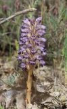 Orobanche cernua