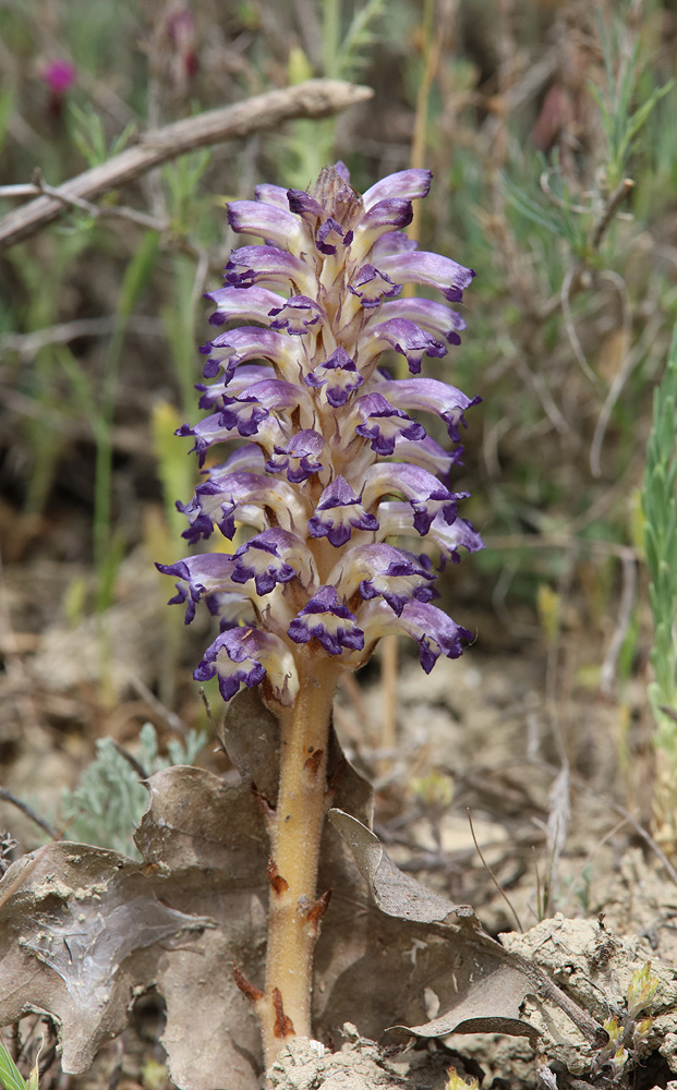 Image of Orobanche cumana specimen.