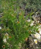 Adonis parviflora