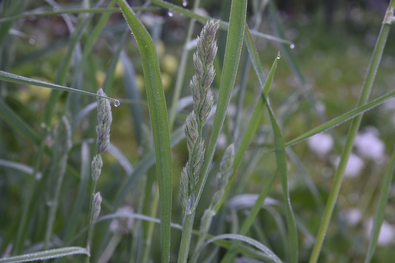 Image of Dactylis glomerata specimen.