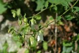 Campanula transcaucasica. Верхушка цветущего растения. Республика Абхазия, Новый Афон. 20.08.2009.