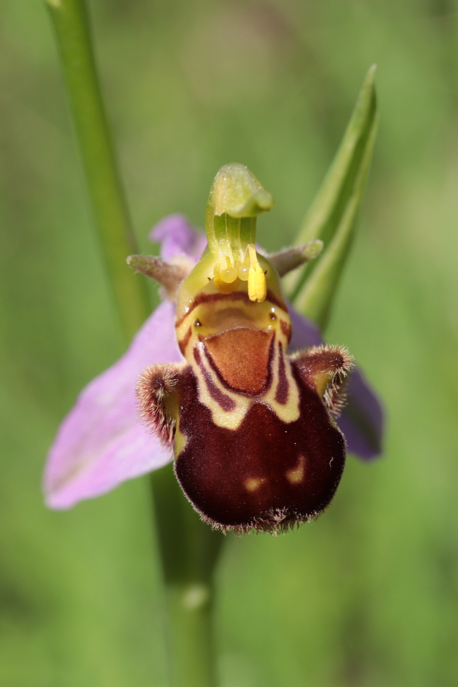 Изображение особи Ophrys apifera.