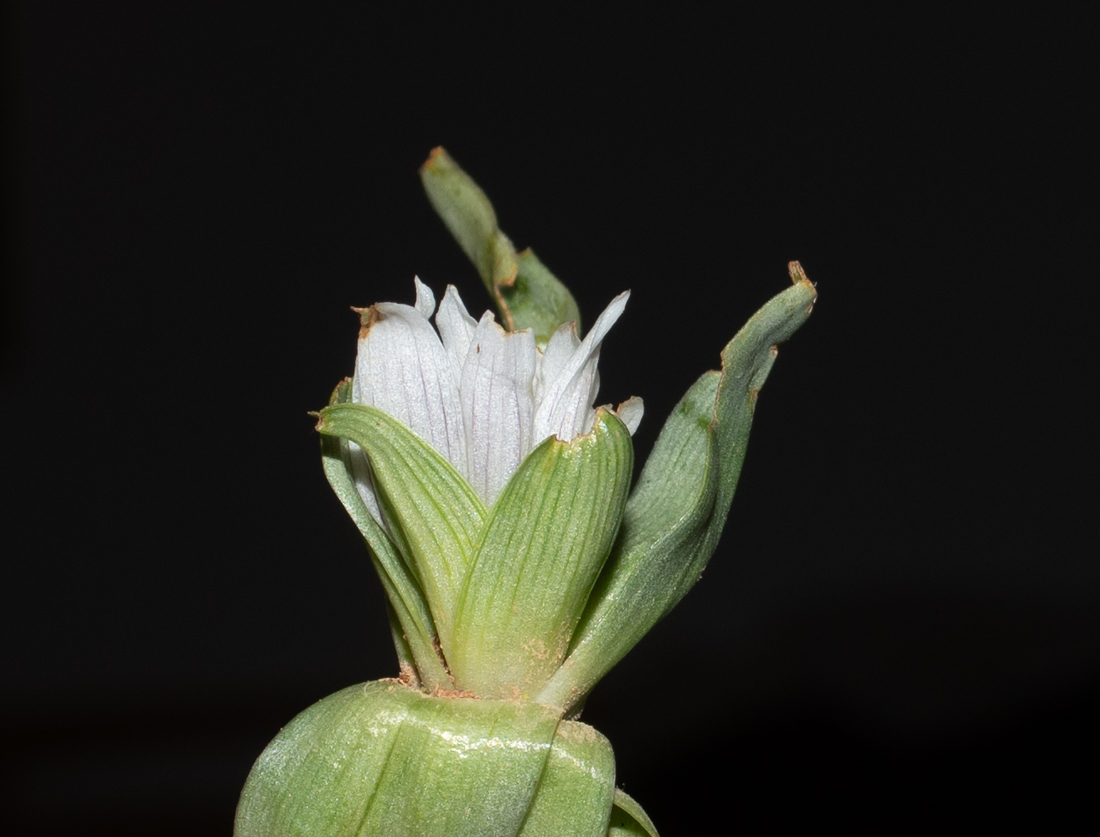 Image of Androcymbium palaestinum specimen.