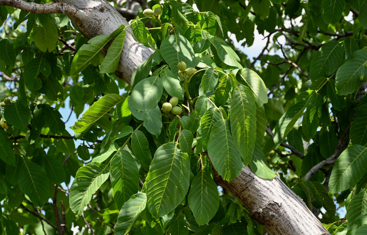 Image of Juglans regia specimen.
