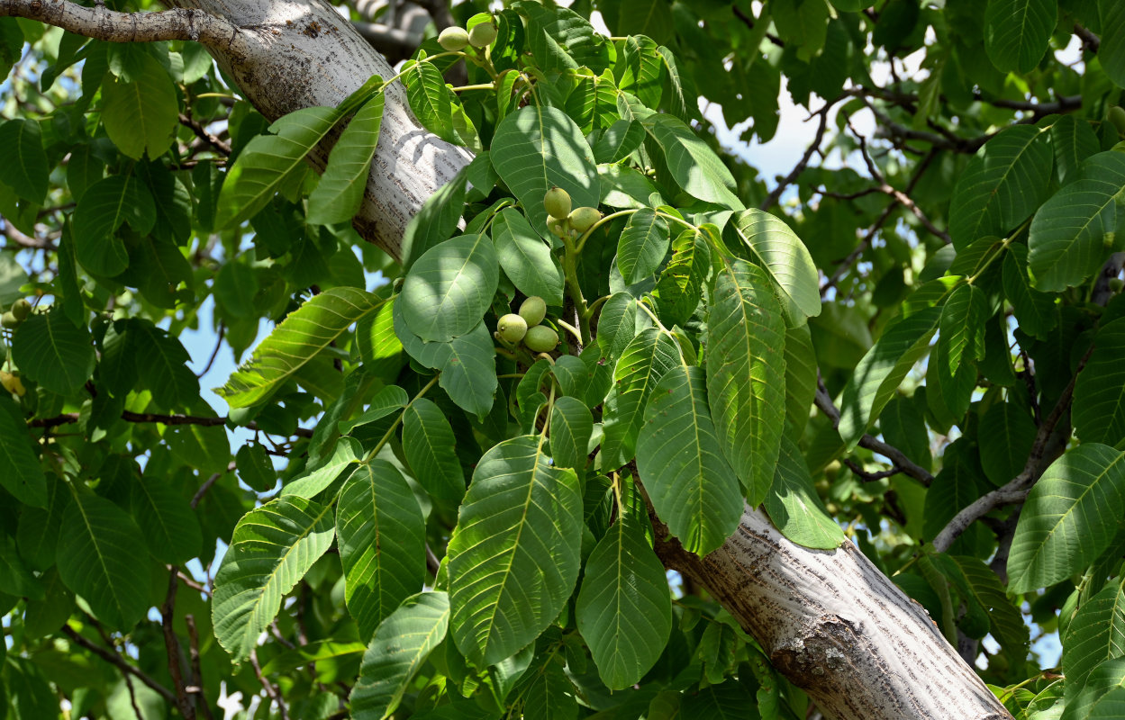 Изображение особи Juglans regia.