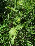 Bupleurum subspecies aureum