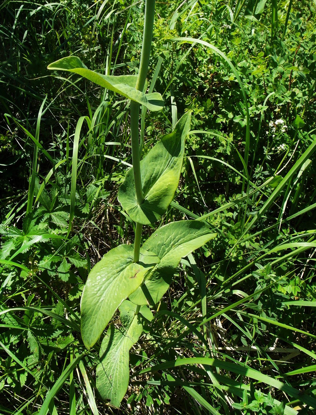 Изображение особи Bupleurum longifolium ssp. aureum.