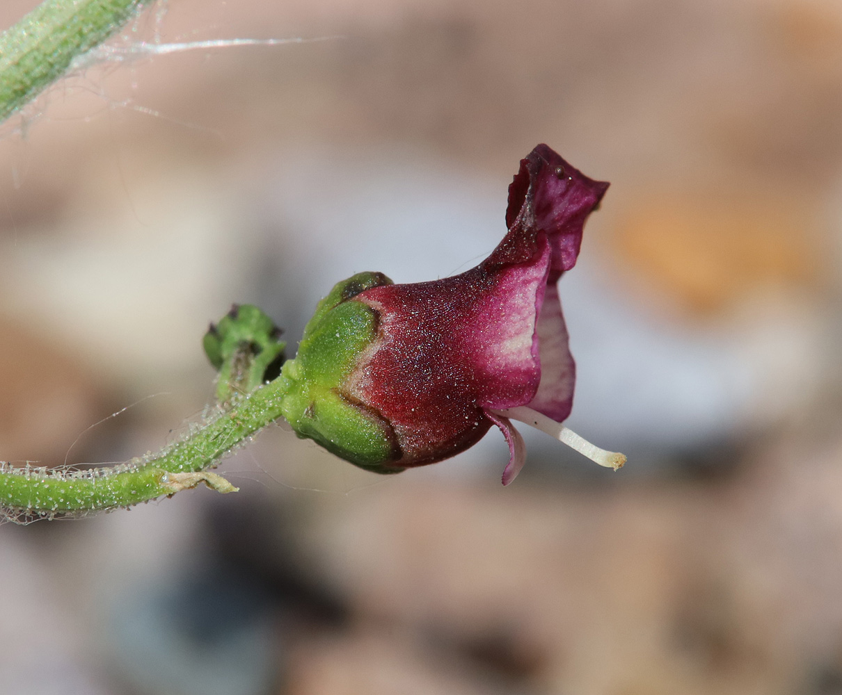 Изображение особи Scrophularia incisa.