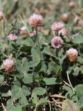 Trifolium bonannii. Цветущие растения. Крым, Севастополь, окр. с. Орловка, у ручья. 02.08.2022.