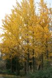 Ginkgo biloba