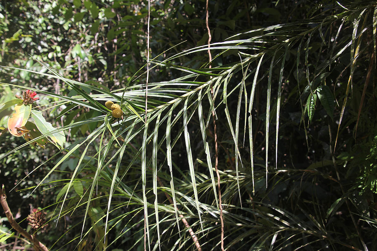 Image of genus Freycinetia specimen.