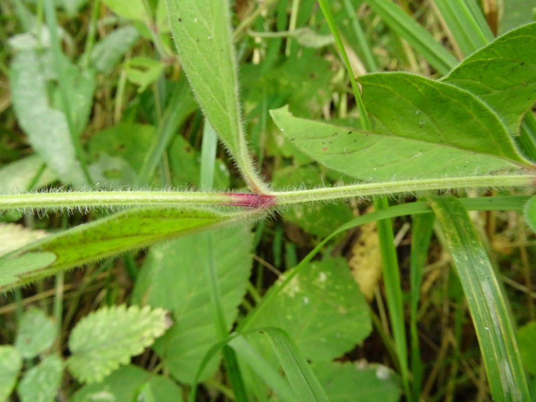 Image of Lysimachia punctata specimen.