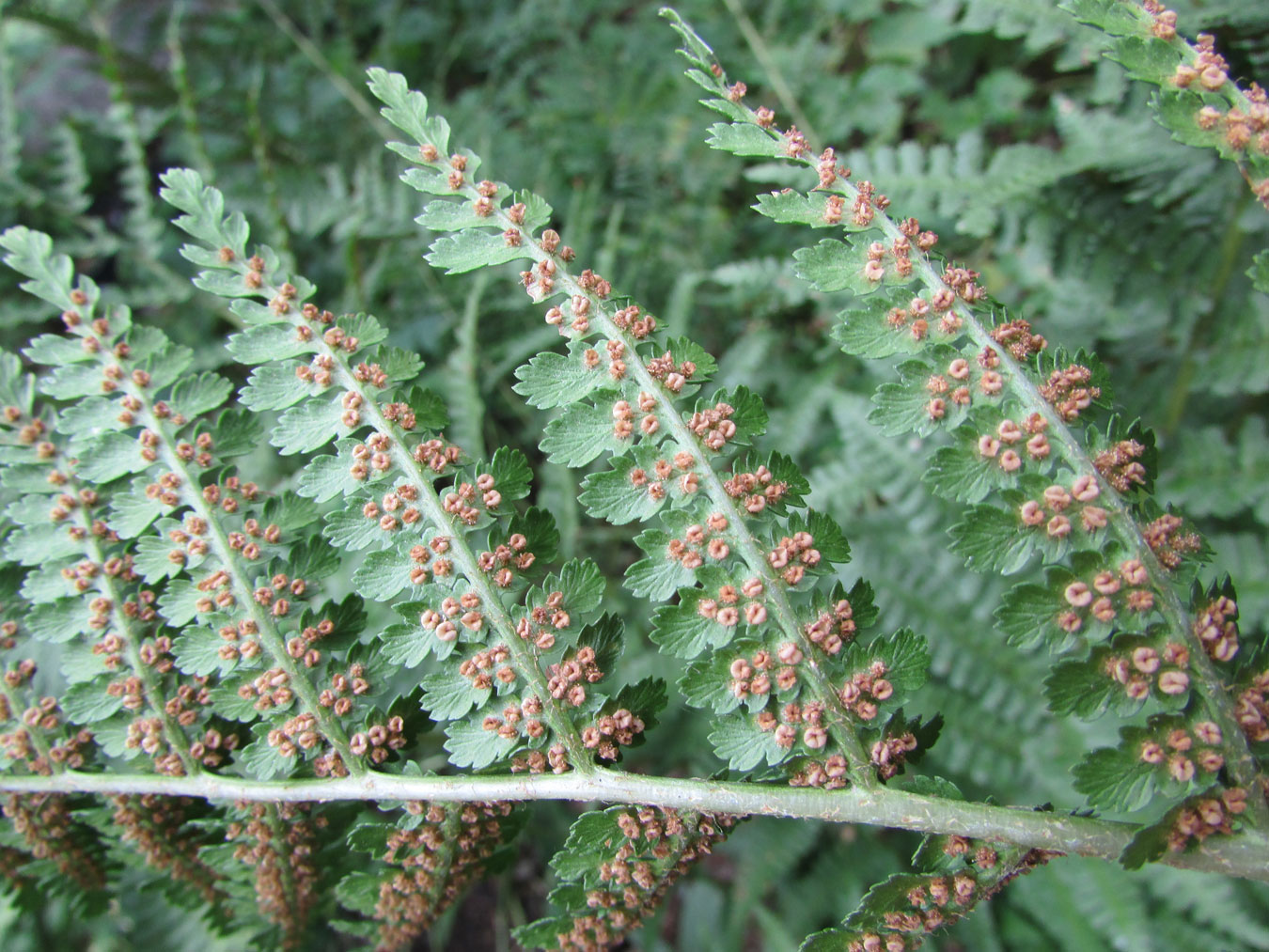 Изображение особи род Dryopteris.