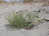 Heliotropium dasycarpum. Плодоносящее растение. Узбекистан, Ферганская обл., Язъяванский р-н, Язъяванские пески, частично закреплённые дюны. 15 сентября 2022 г.