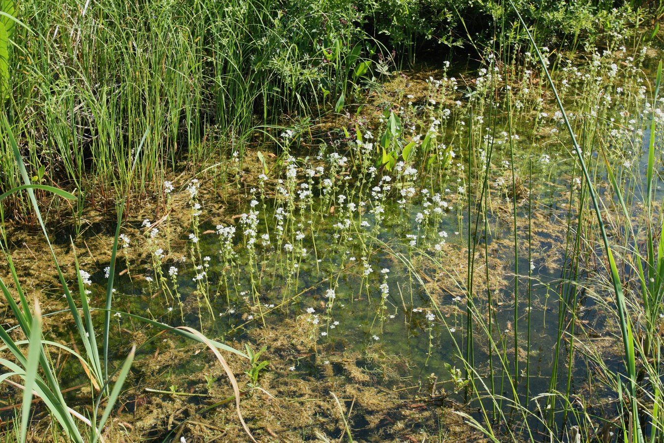 Изображение особи Hottonia palustris.