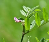 Vicia sepium. Верхушка цветущего растения с муравьём. Иркутская обл., Иркутский р-н, окр. пос. Большая Речка, смешанный лес. 23.06.2022.