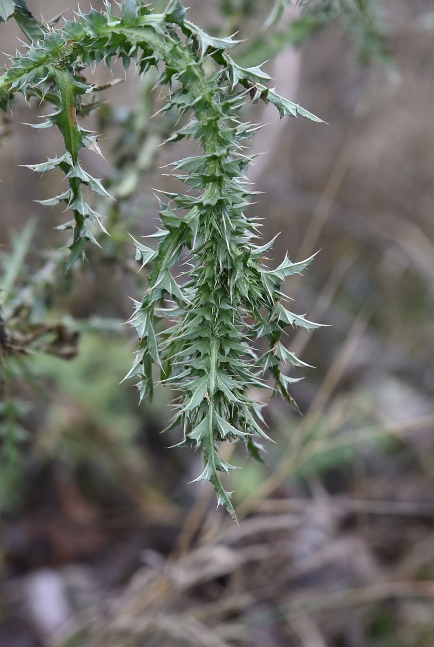 Image of Carduus acanthoides specimen.