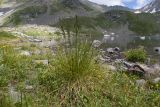 Deschampsia cespitosa. Цветущее растение. Карачаево-Черкесия, Урупский р-н, Кавказский биосферный заповедник, Имеретинские озёра, дол. оз. Тихое, ≈ 2620 м н.у.м., альпийский луг. 29.07.2022.