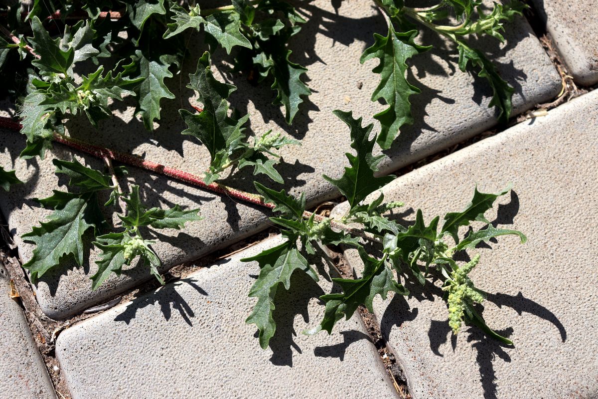 Image of Atriplex tatarica specimen.